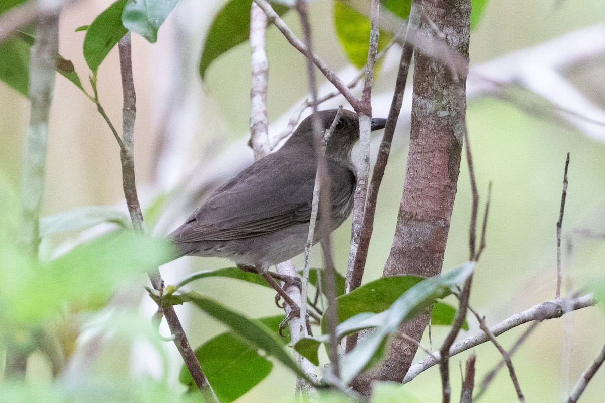 Campina Thrush - Rob Felix