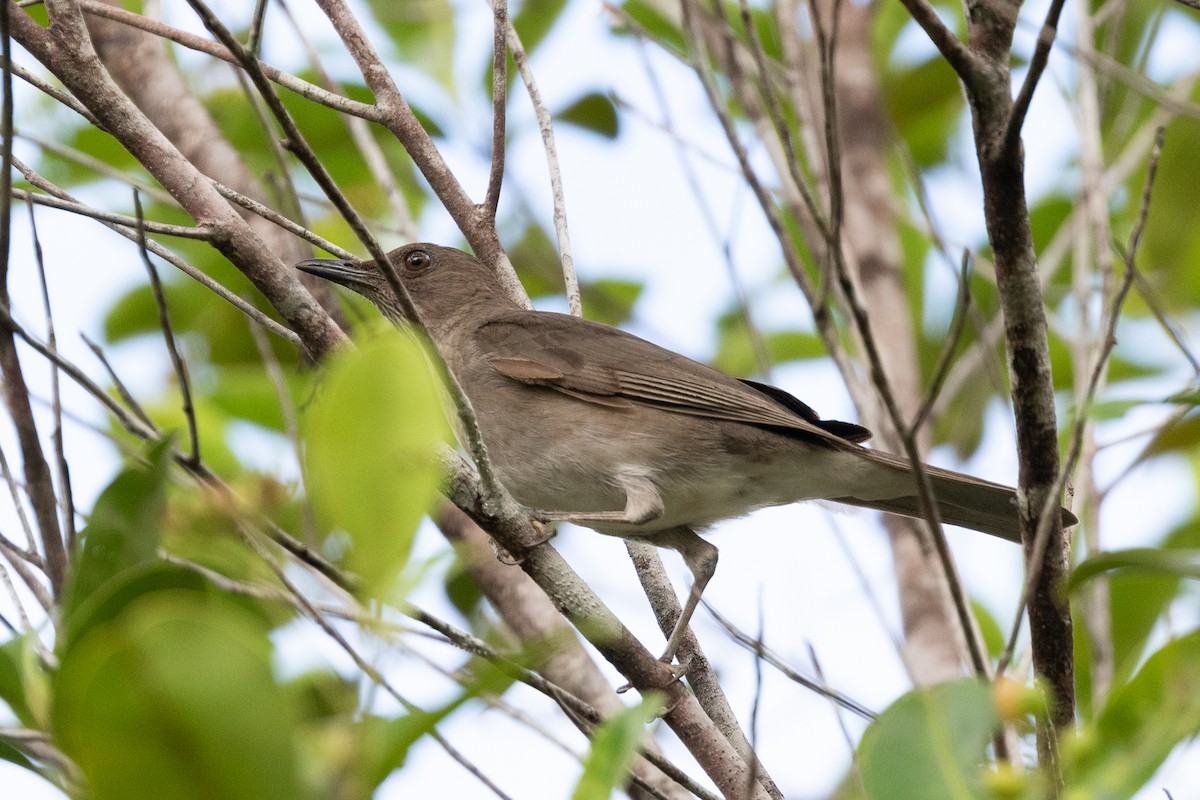 Campina Thrush - ML197404981