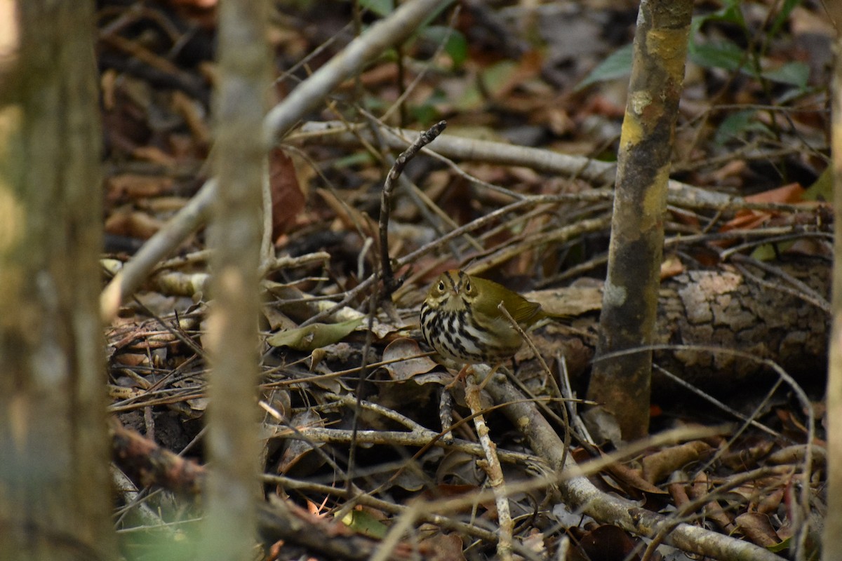 Ovenbird - ML197407341