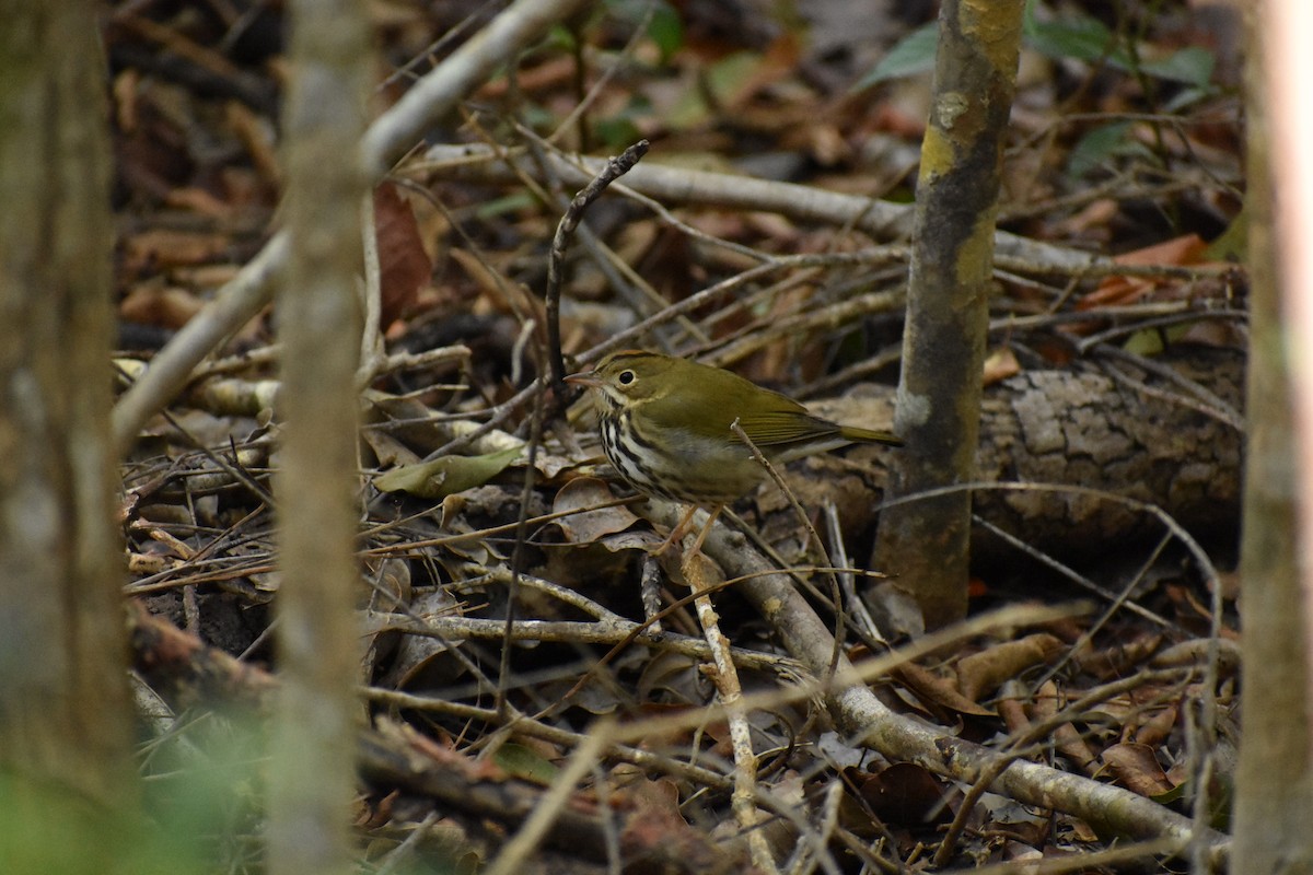 Ovenbird - ML197407351