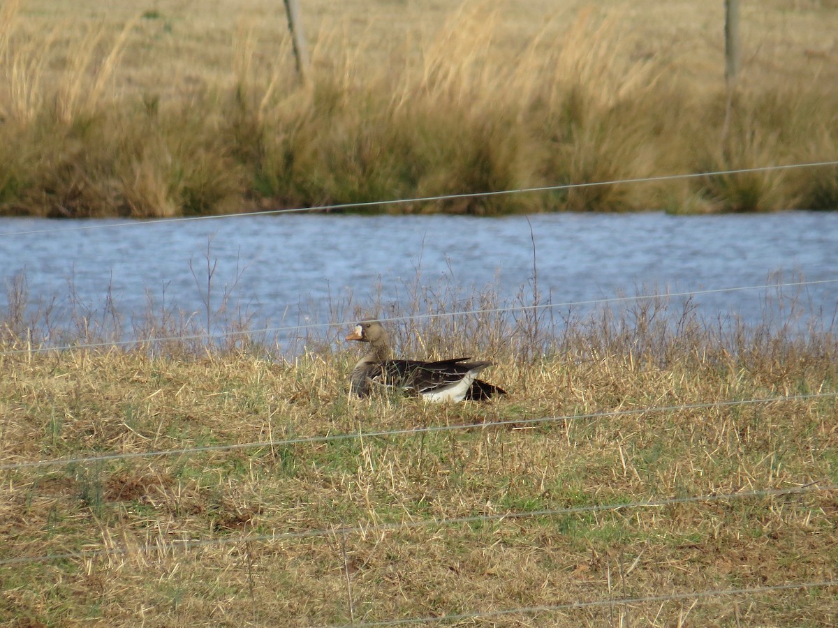 Greater White-fronted Goose - ML197408001