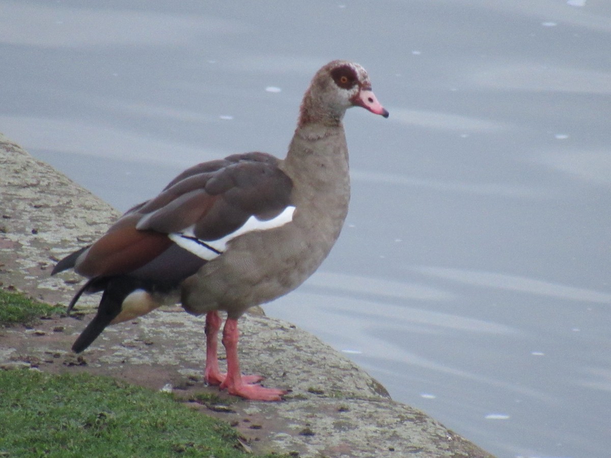 Egyptian Goose - Sierra Blazer