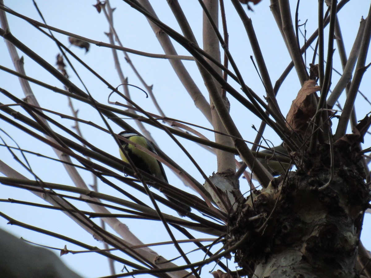 Great Tit - ML197408501