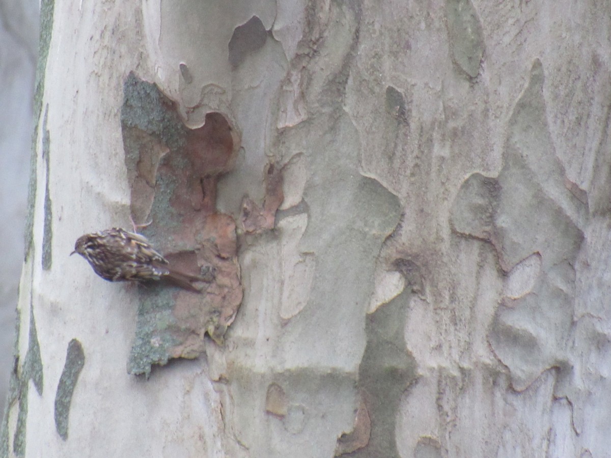 Eurasian Treecreeper - ML197408651