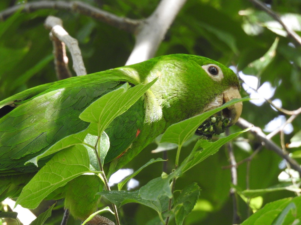 White-eyed Parakeet - Yuren Cao