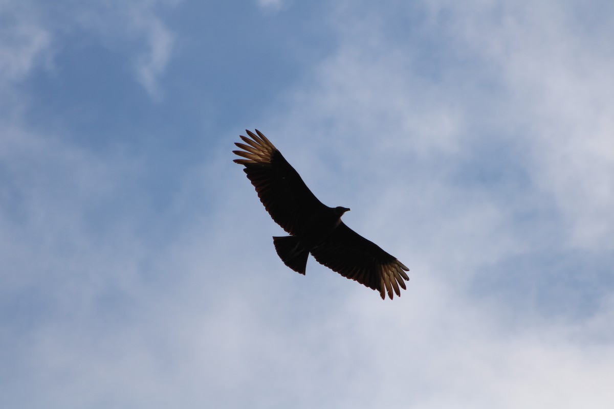 Black Vulture - ML197409241