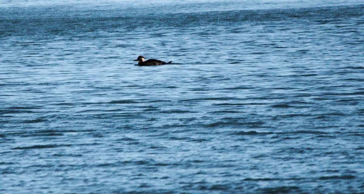 Common Scoter - ML197409571