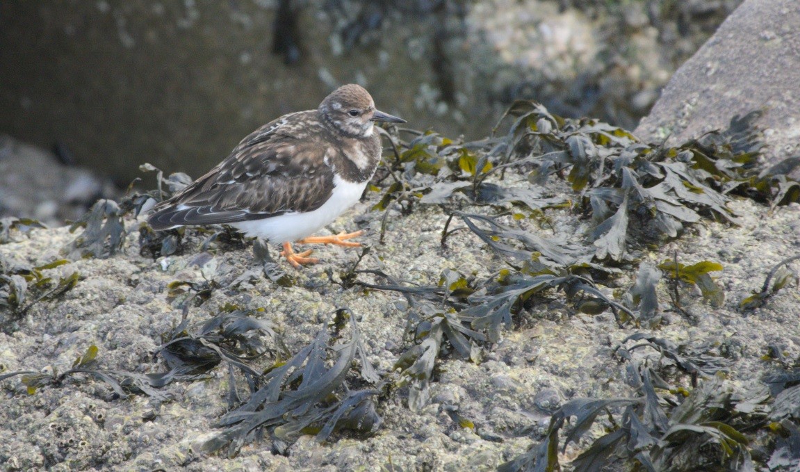 Ruddy Turnstone - ML197409751