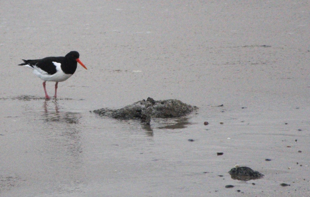 Eurasian Oystercatcher - ML197409781