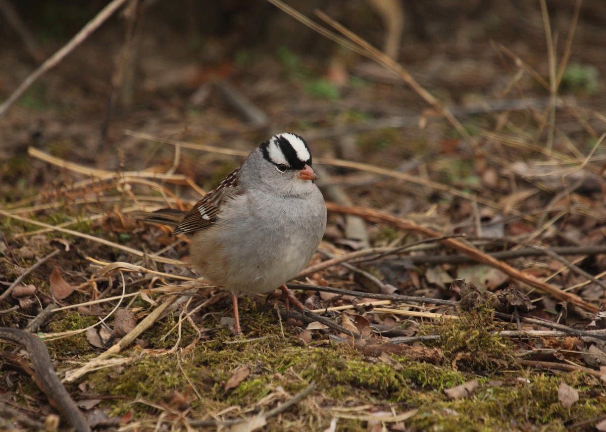 White-crowned Sparrow (Dark-lored) - ML197409861