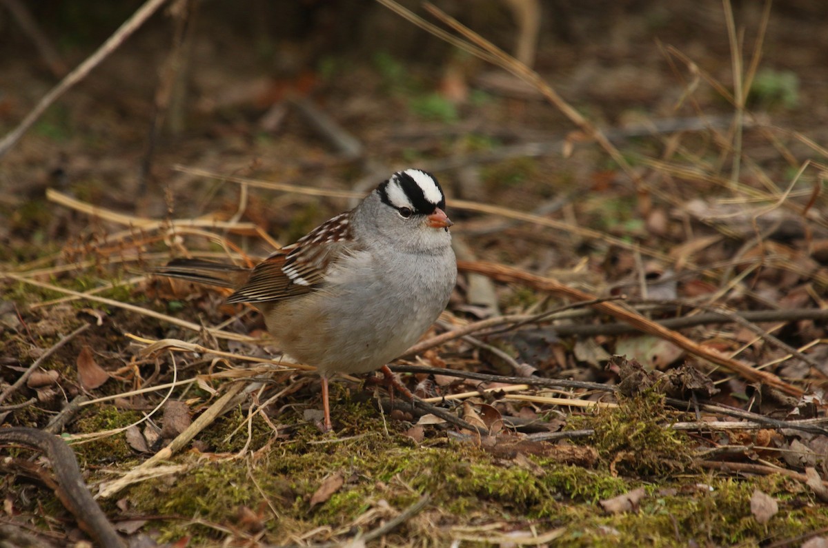 White-crowned Sparrow (Dark-lored) - ML197409901