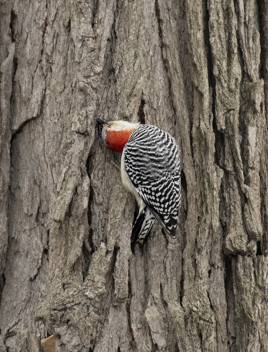 Red-bellied Woodpecker - John Sullivan