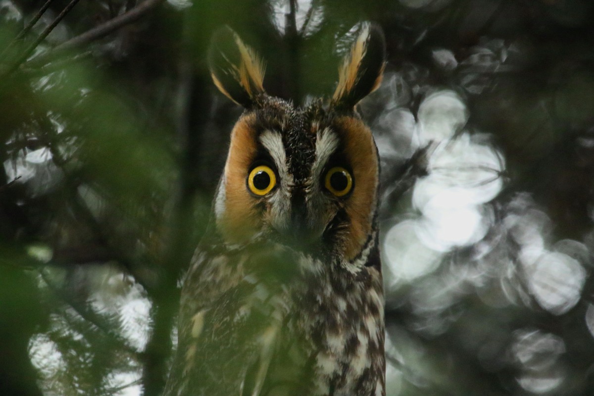 Long-eared Owl - ML197411401
