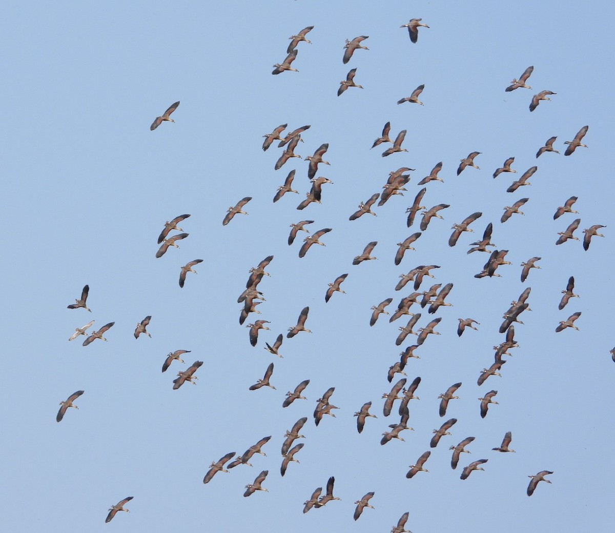 אווזון קטן - ML197411861