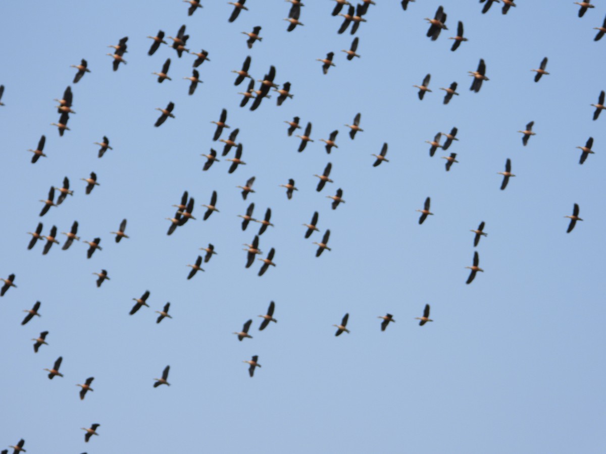 אווזון קטן - ML197411881