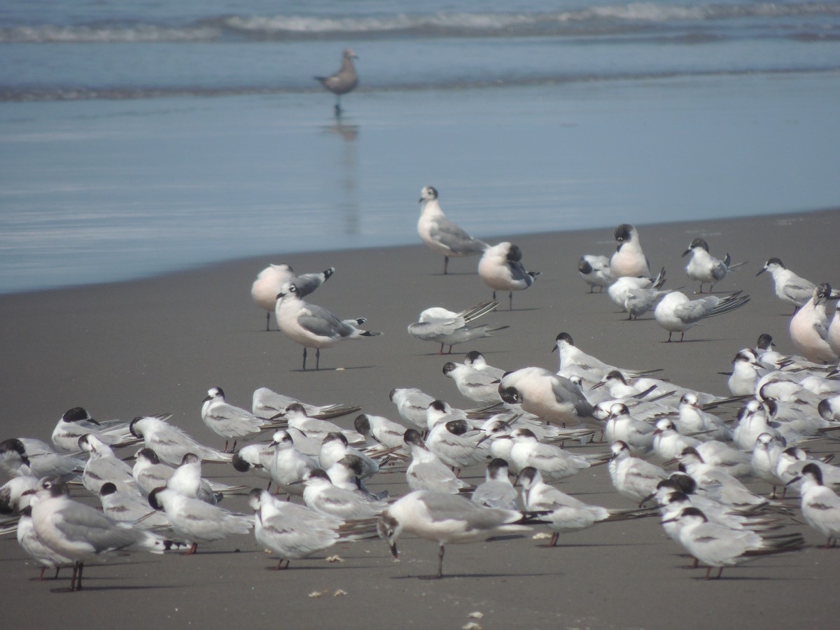 Common Tern - ML197413051