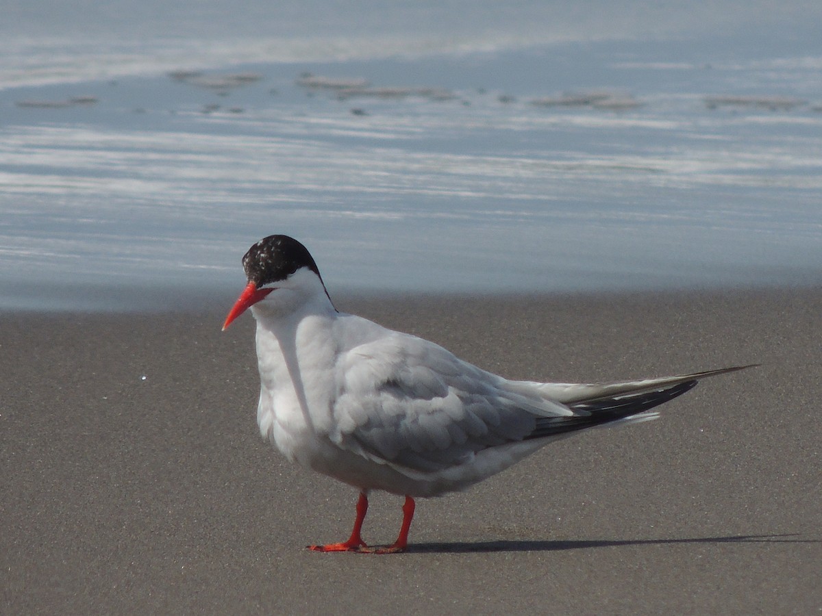 Common Tern - ML197413061