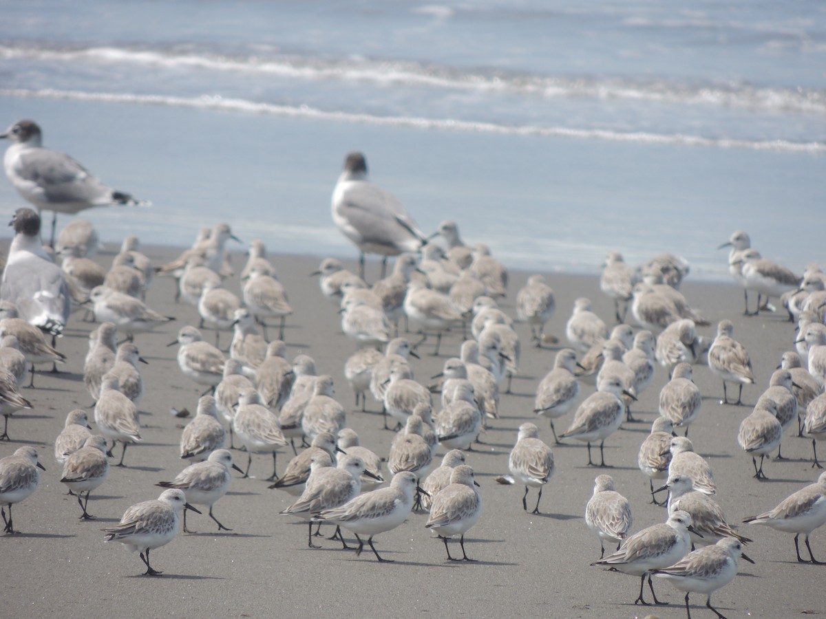 Sanderling - ML197413901