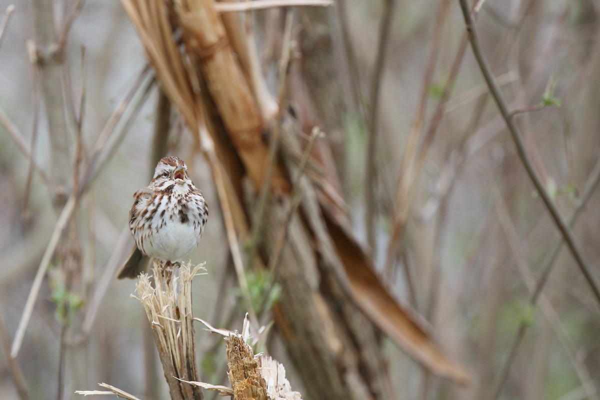 Song Sparrow - Gabriel Foley