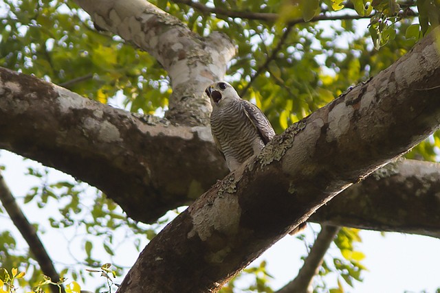 Gray-lined Hawk - ML197416921