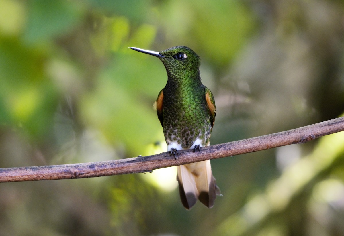 Buff-tailed Coronet - ML197421661