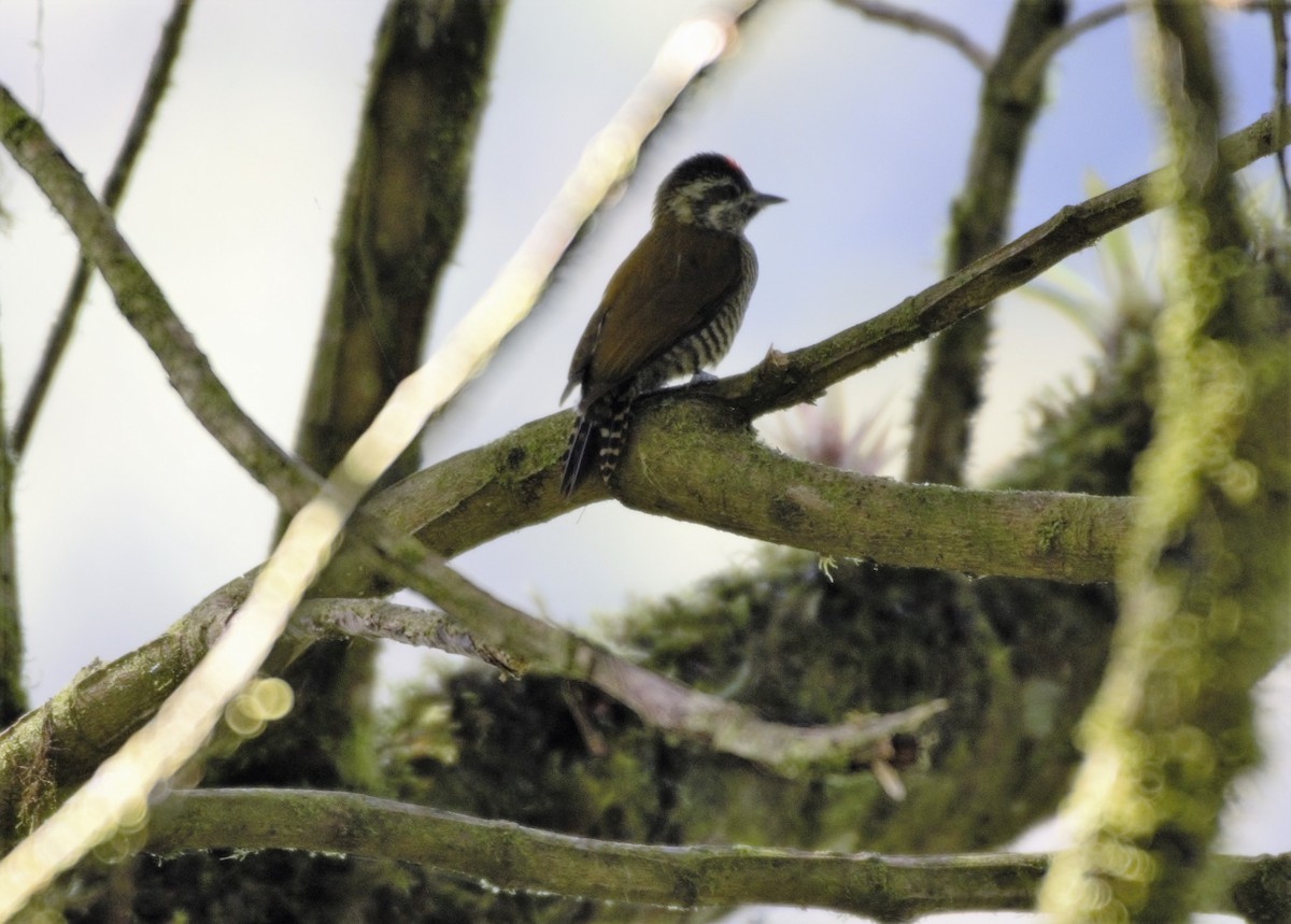 Bar-bellied Woodpecker - ML197424211