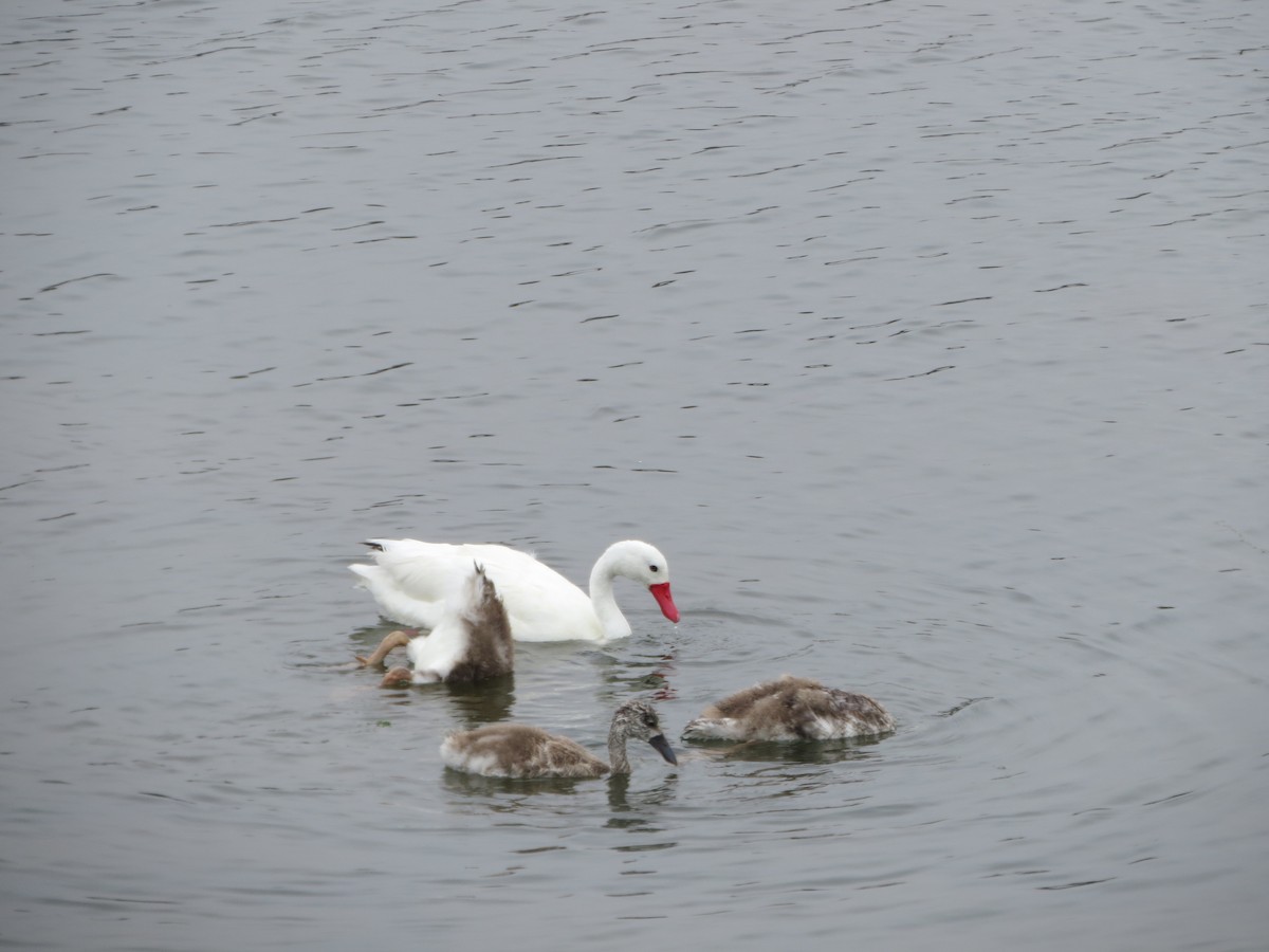 Coscoroba Swan - Nelson Contardo