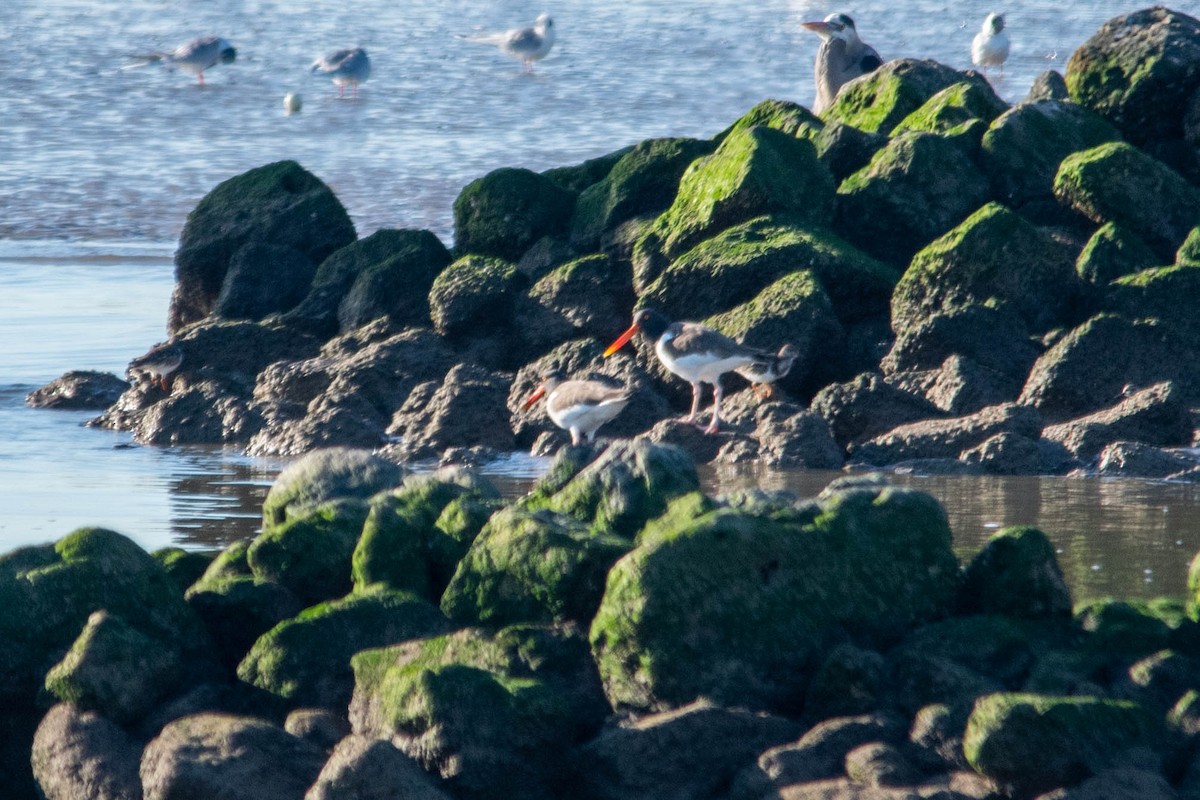 American Oystercatcher - ML197424401