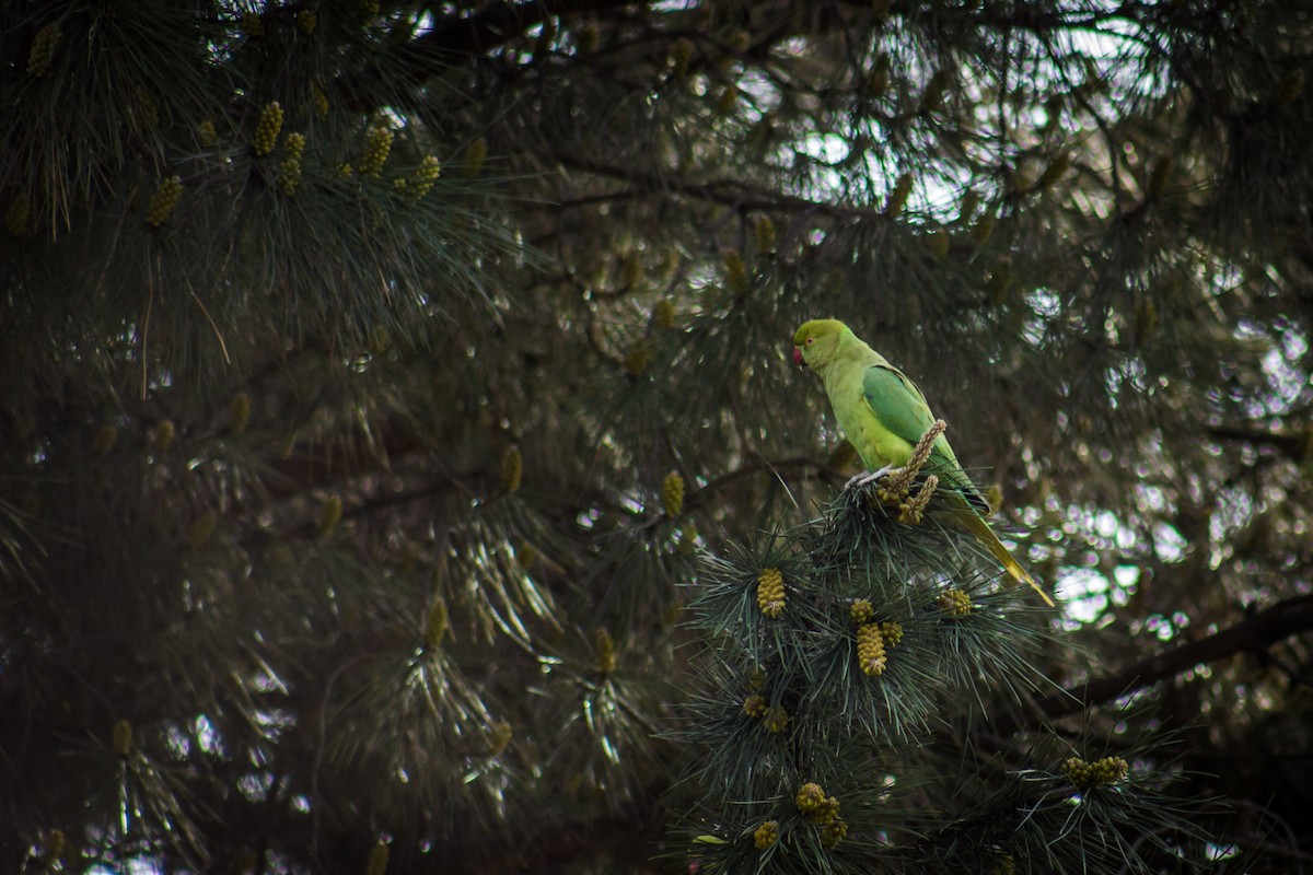 Monk Parakeet - ML197426901