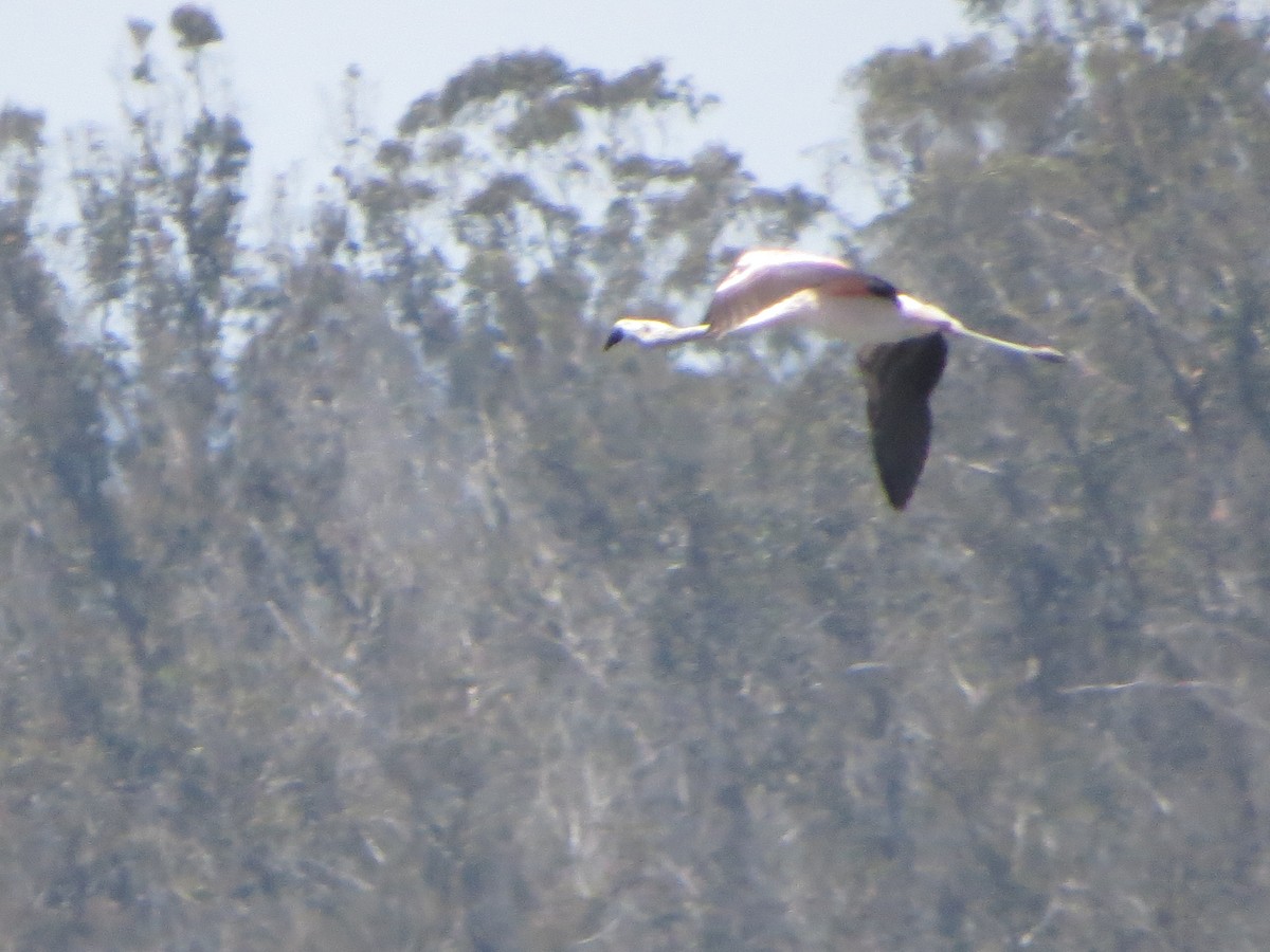 Chilean Flamingo - Nelson  Contardo