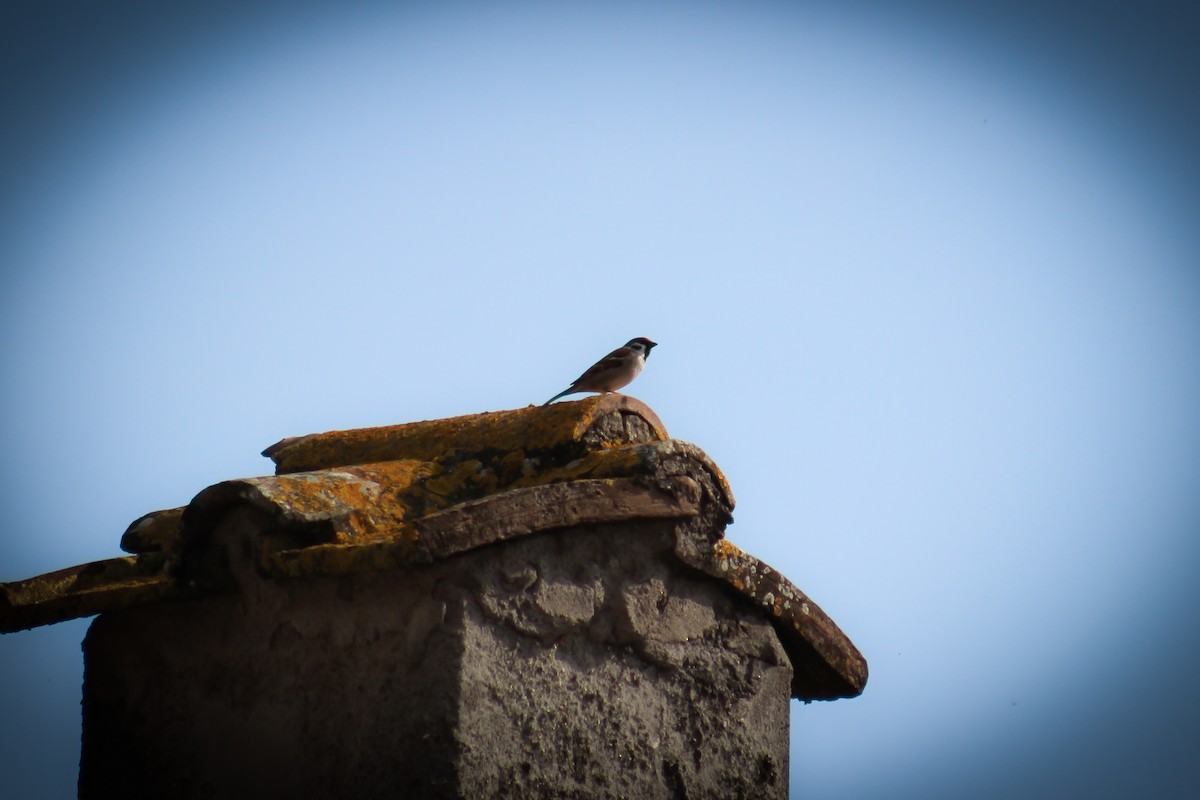 Eurasian Tree Sparrow - ML197427121