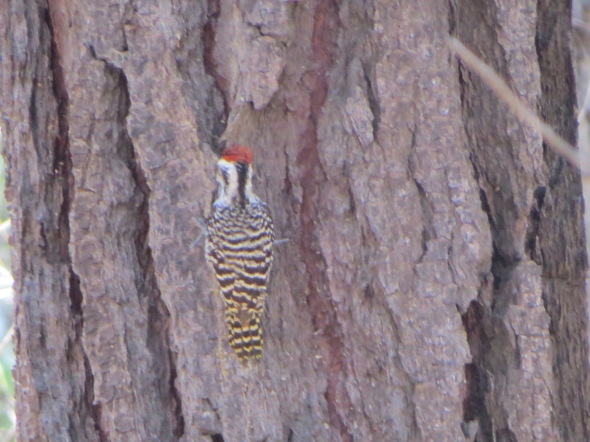 Striped Woodpecker - Nelson Contardo