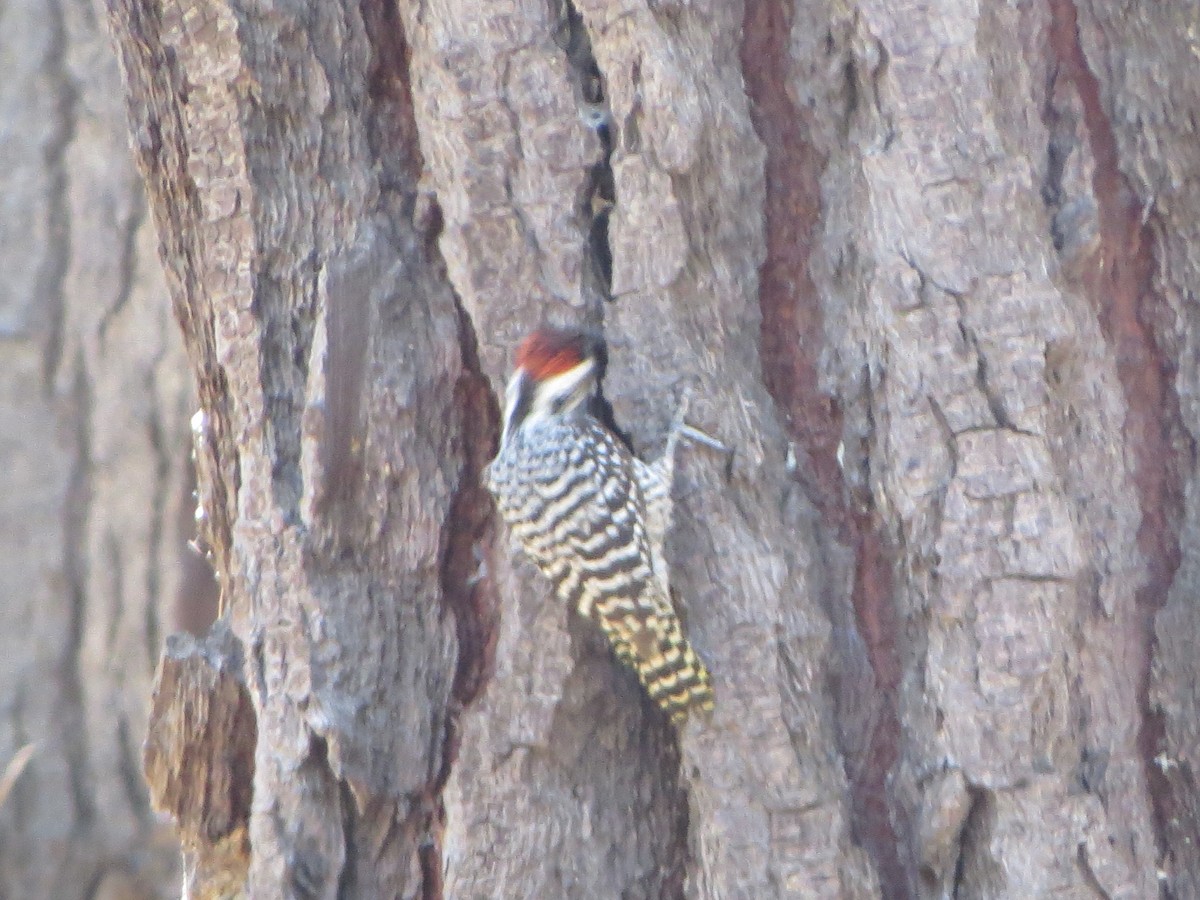 Striped Woodpecker - Nelson Contardo