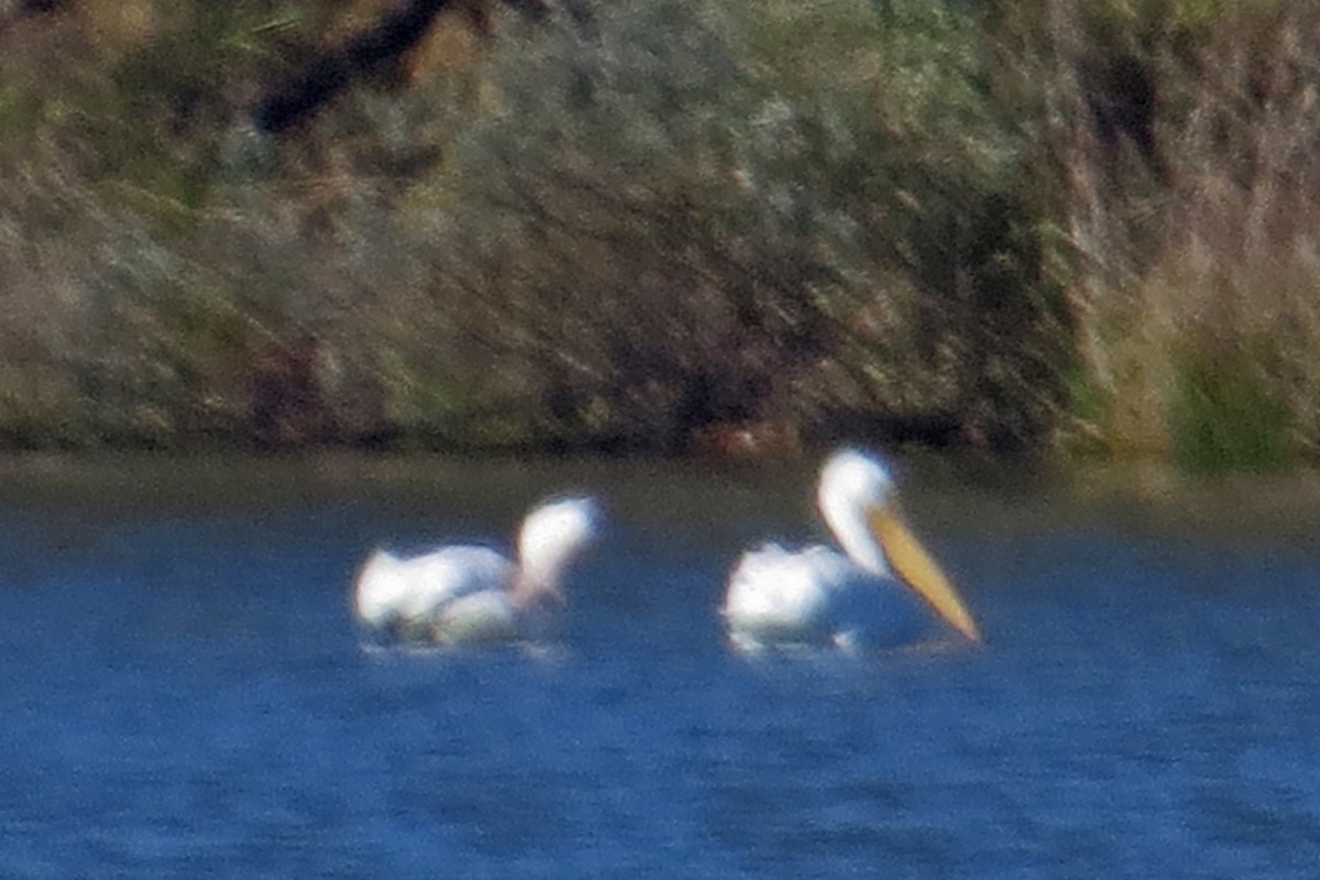 Nashornpelikan - ML197429021