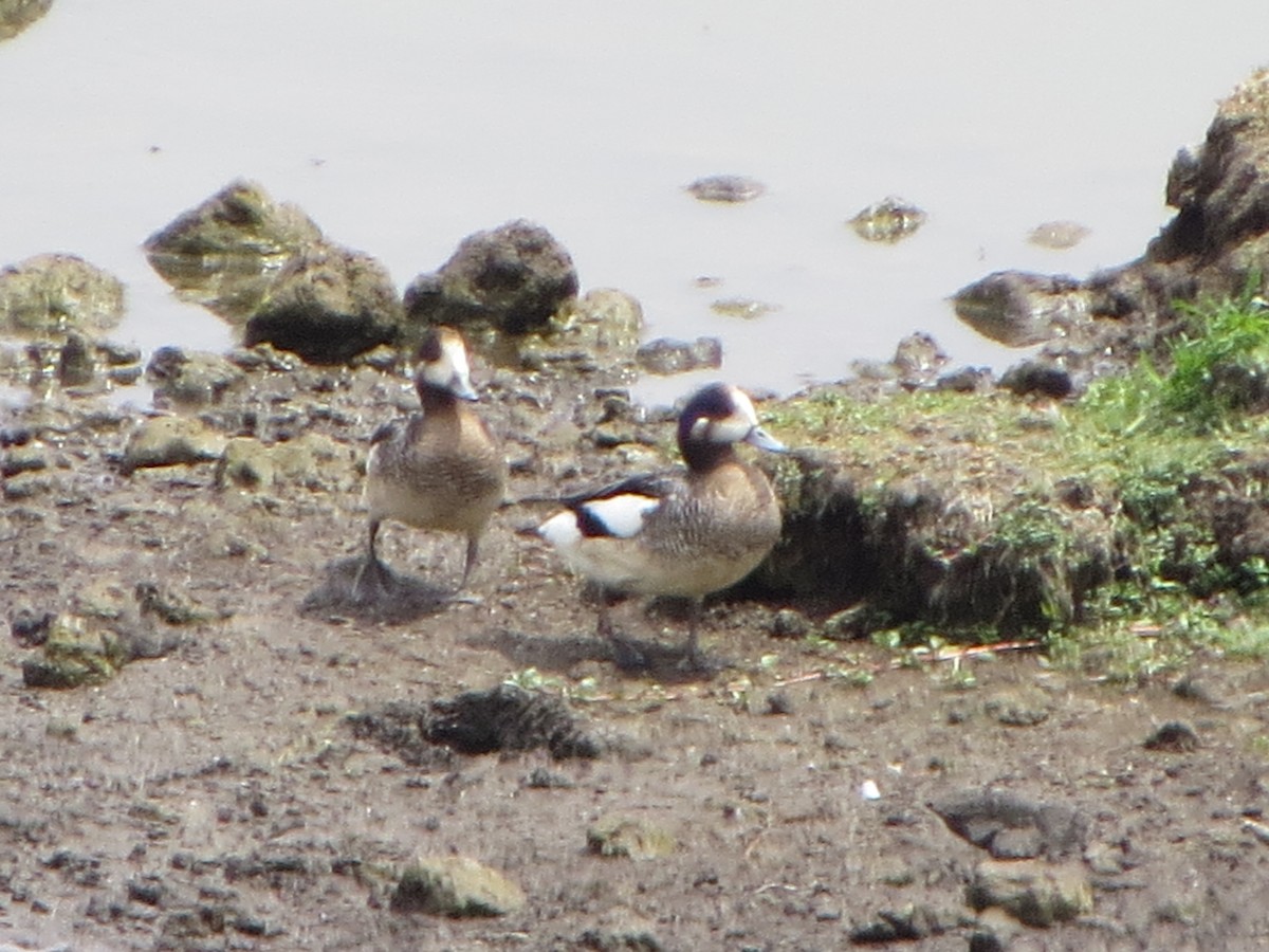 Chiloe Wigeon - ML197429421