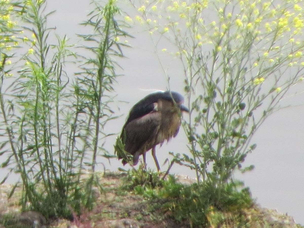 Black-crowned Night Heron - ML197429481