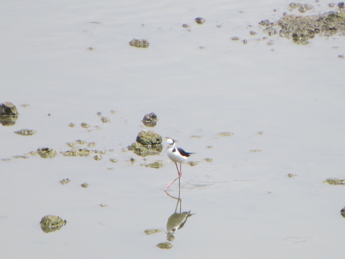 Black-necked Stilt - ML197429501