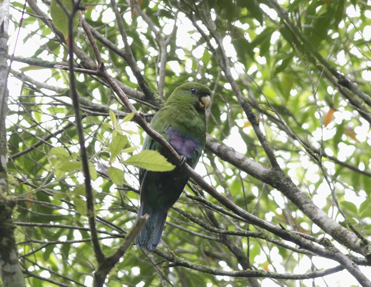 Blue-bellied Parrot - ML197429681