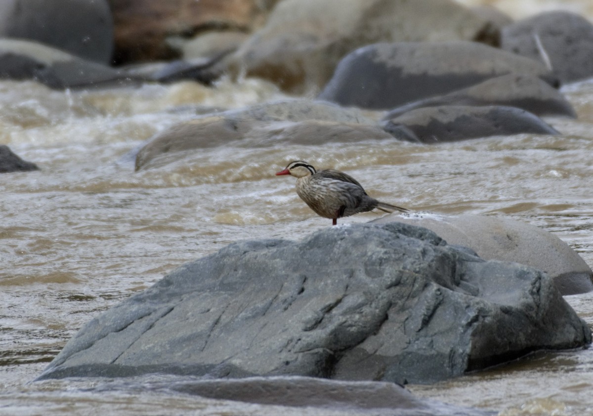 Torrent Duck - ML197429901