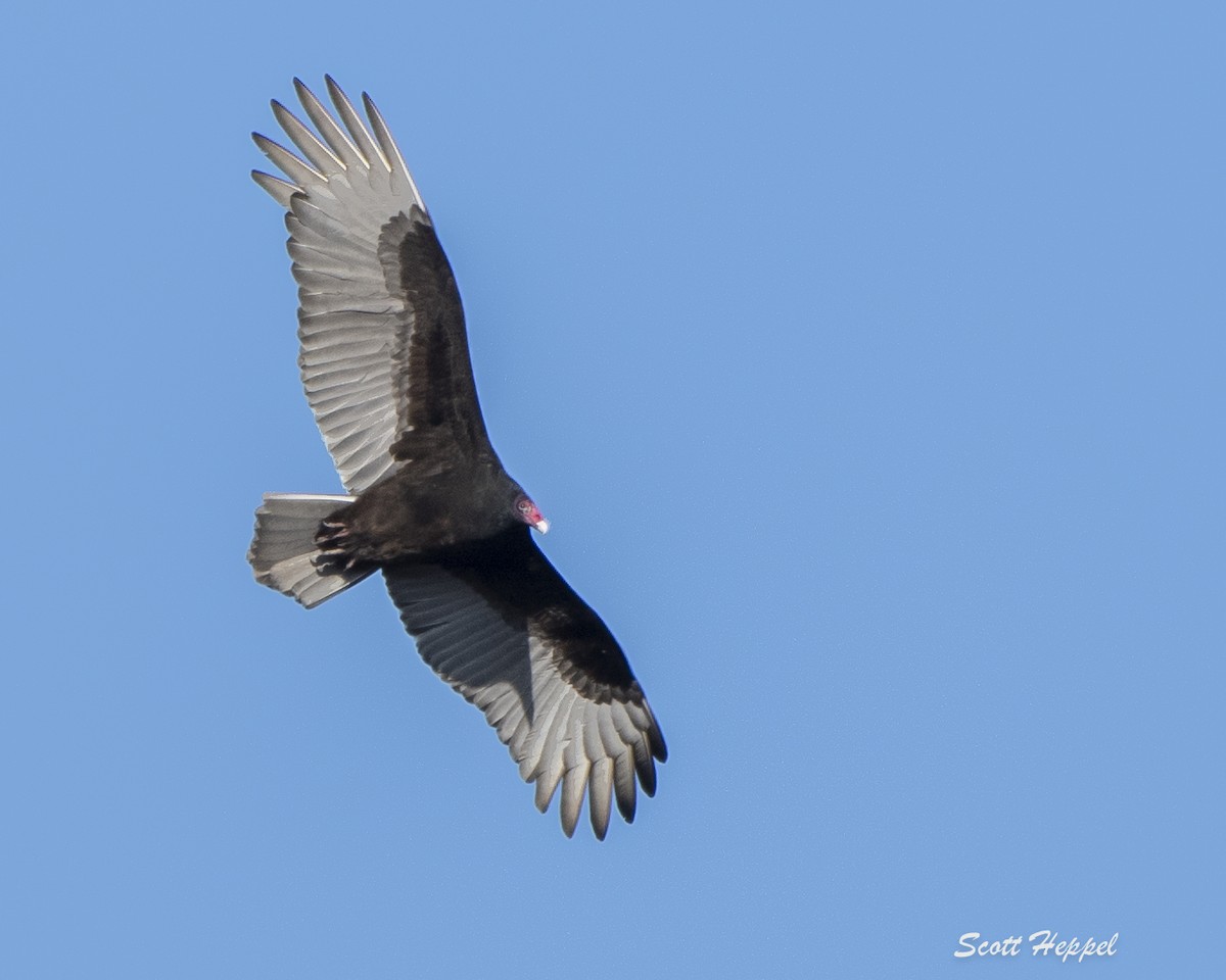 Turkey Vulture - ML197430211