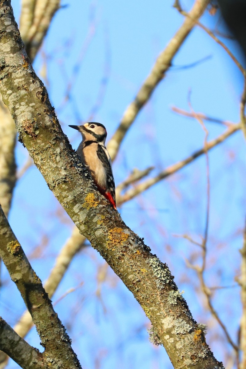 Great Spotted Woodpecker (Great Spotted) - ML197430421