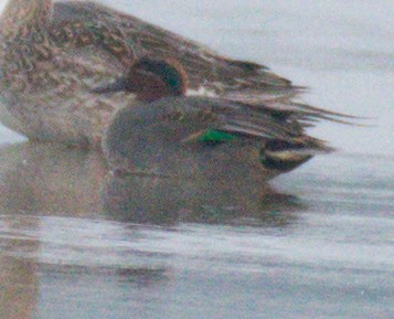 Green-winged Teal - ML197431391