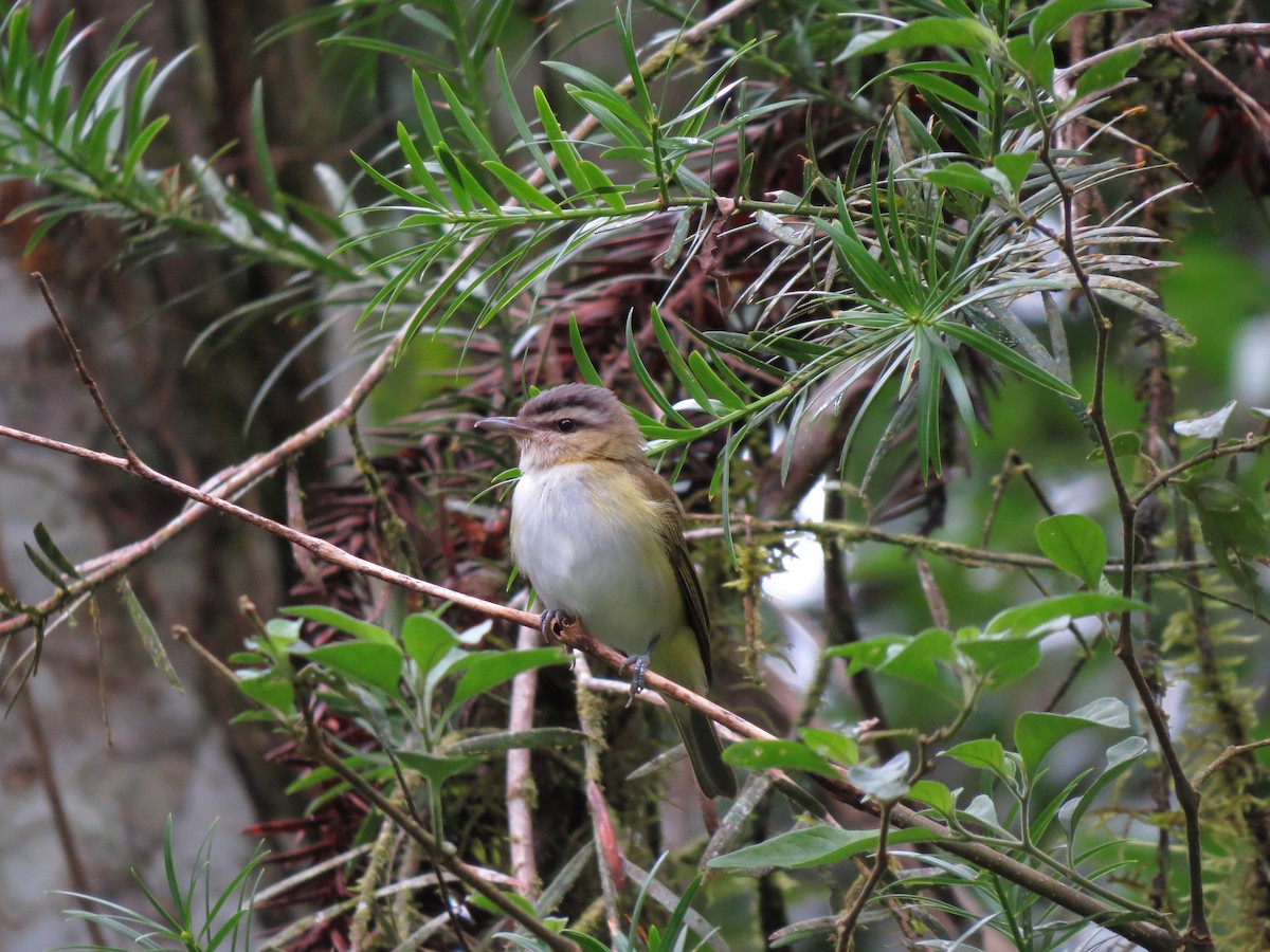 Chivi Vireo (migratory) - ML197432231