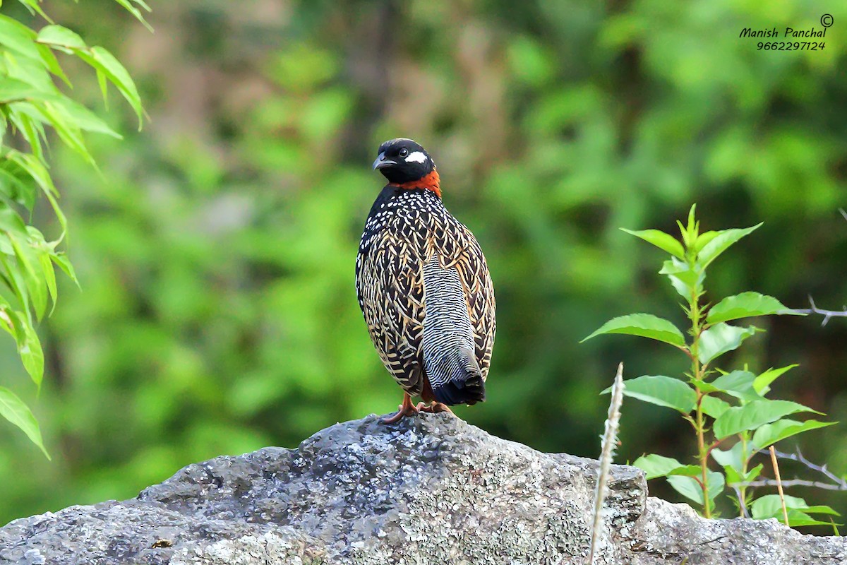 Black Francolin - ML197432581