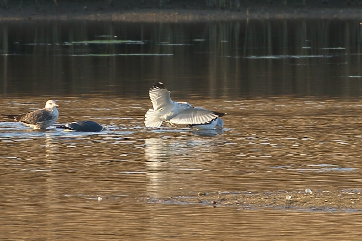 Ring-billed Gull - ML197435561