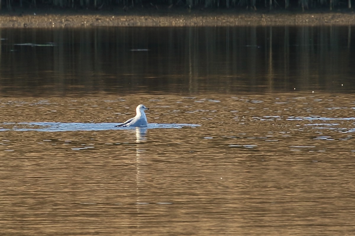 Ring-billed Gull - ML197435591