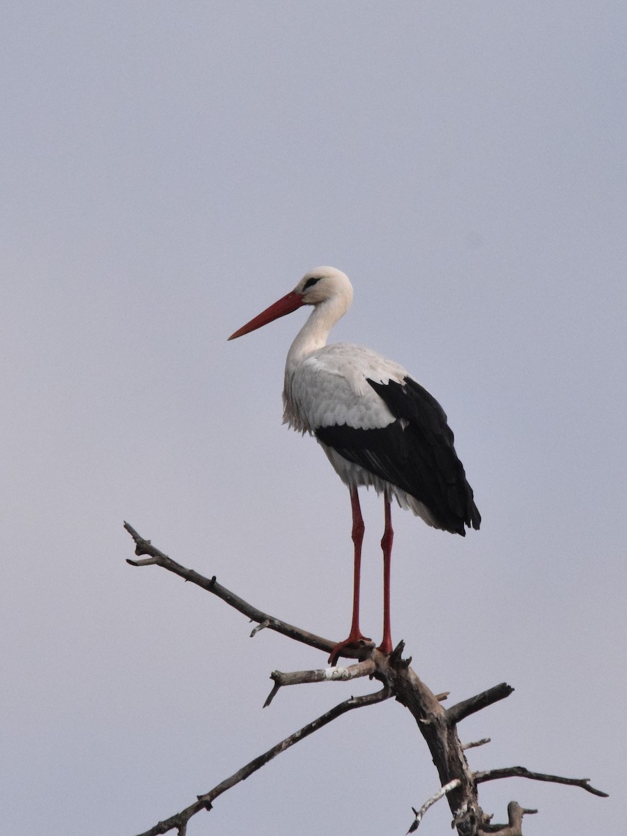 Weißstorch - ML197438231
