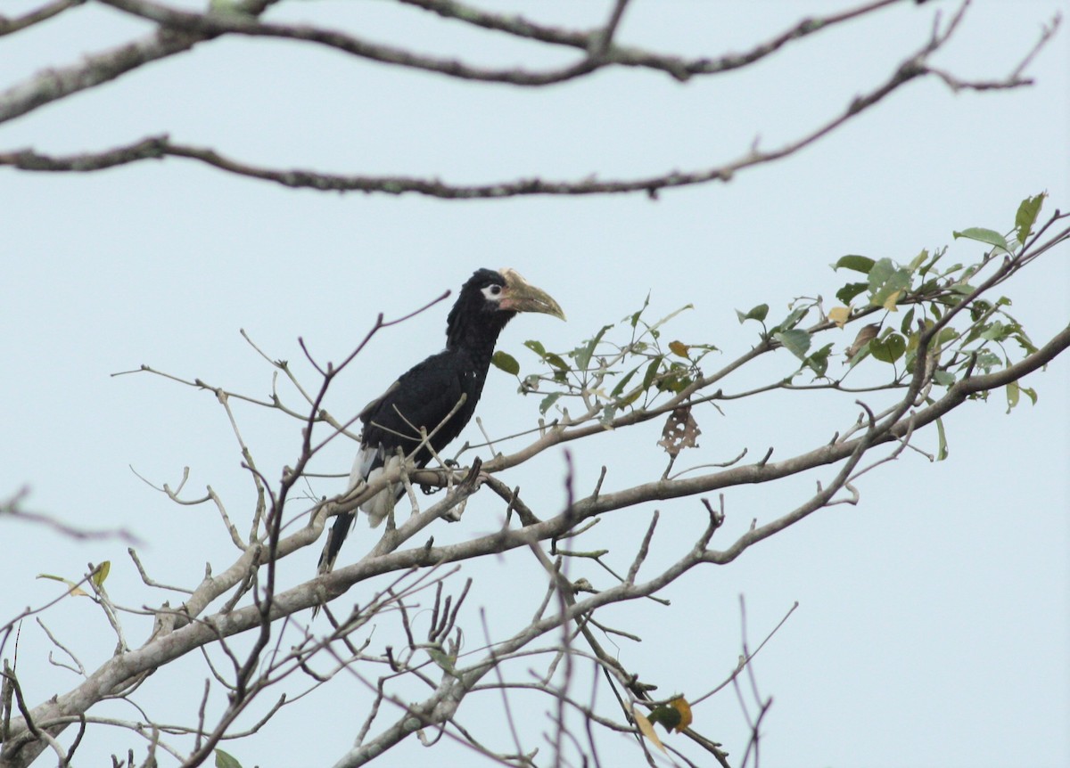 Brown-cheeked Hornbill - ML197439061