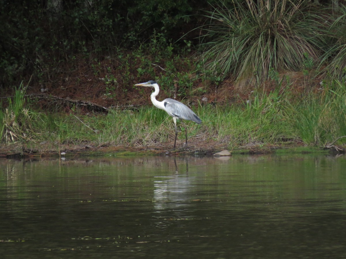 Cocoi Heron - ML197439091