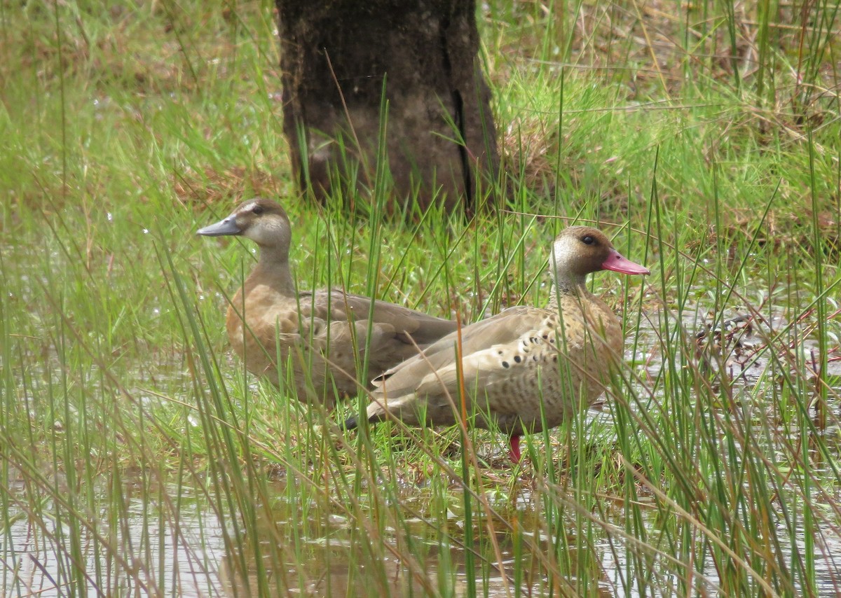 Canard amazonette - ML197439501